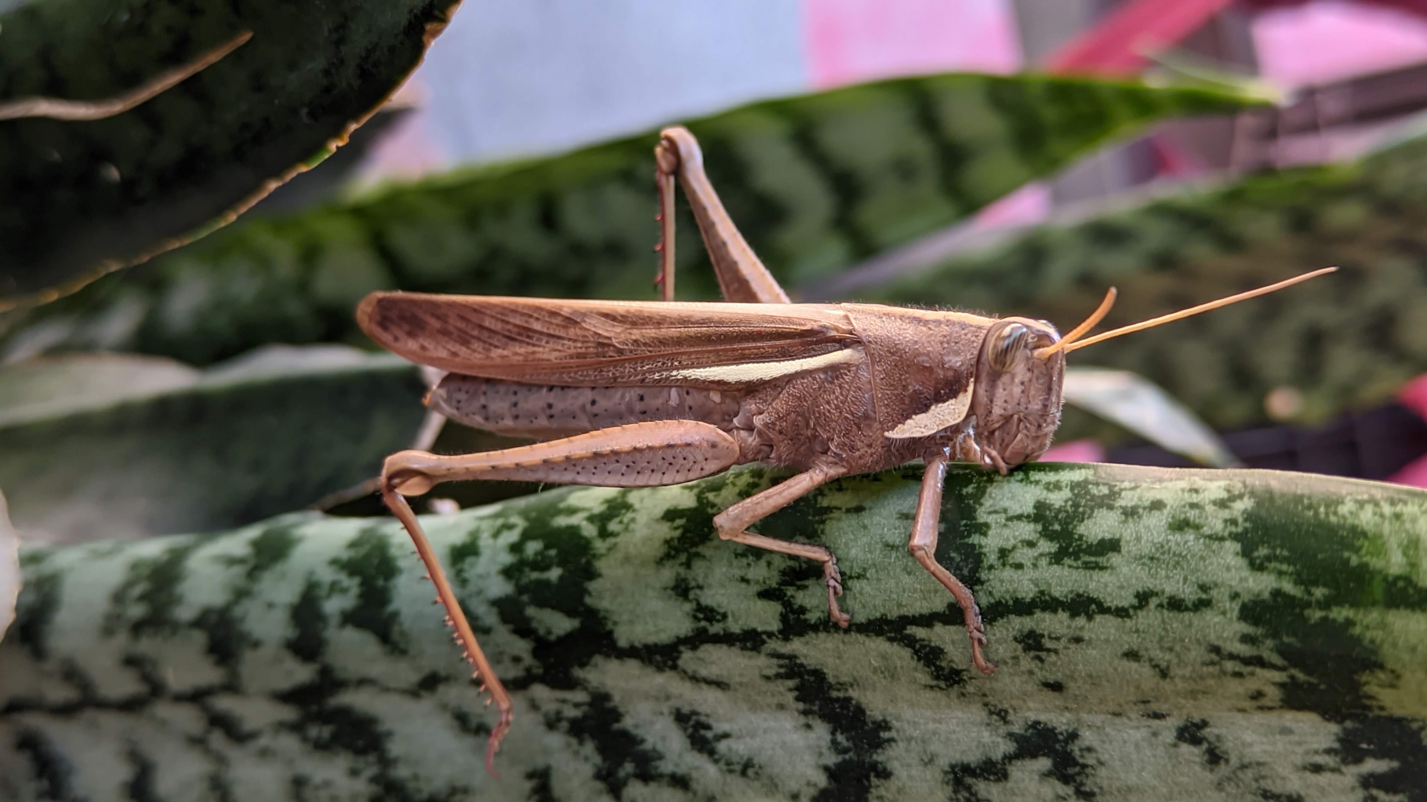 grilo